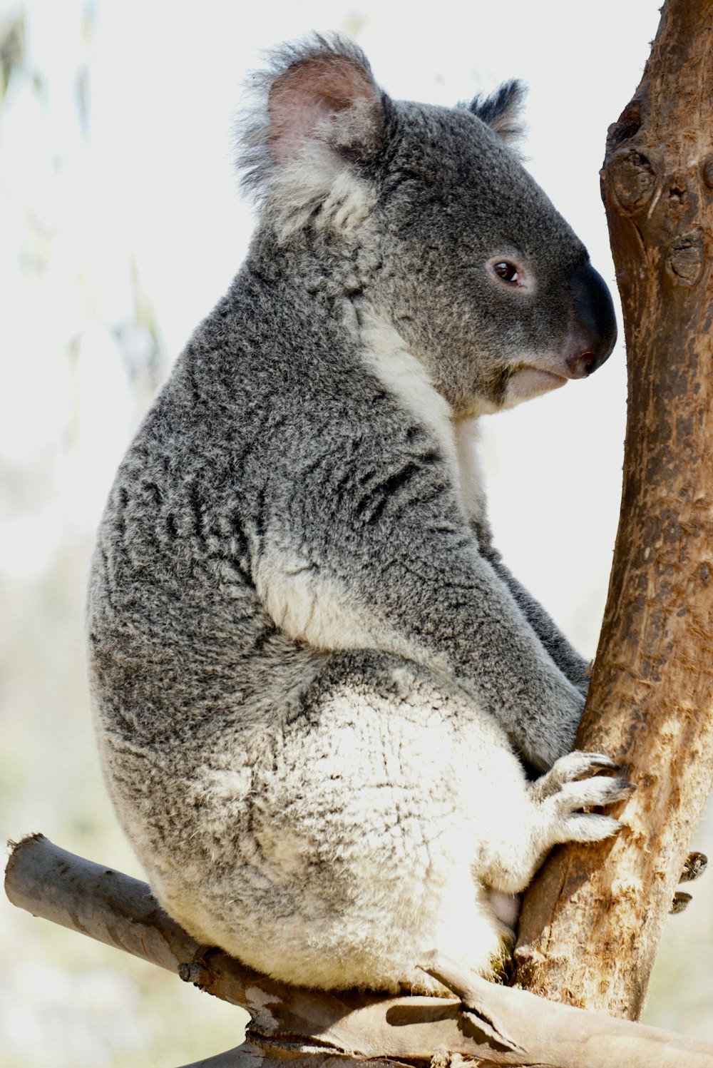 gray and white koala