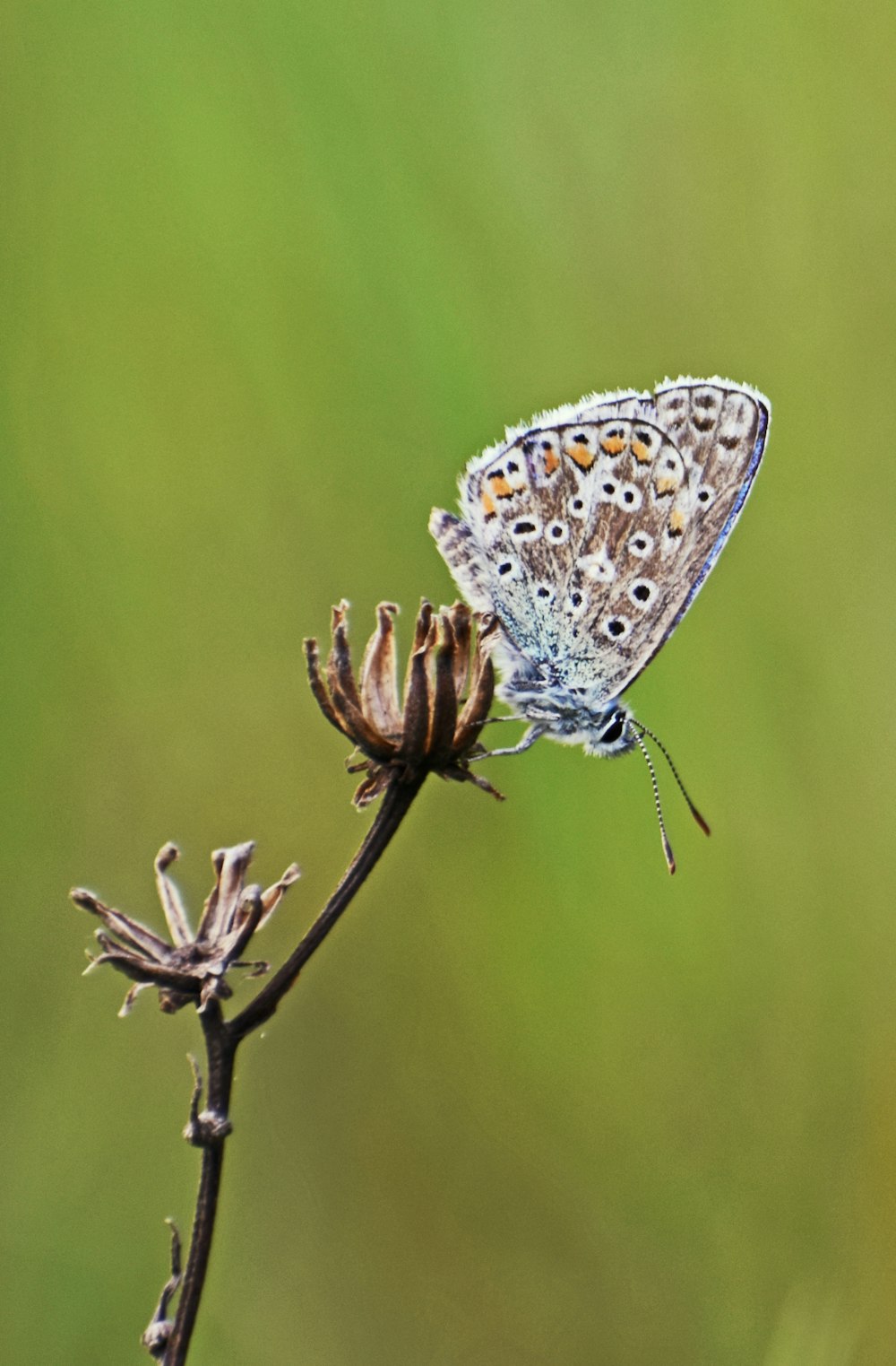 brown and white moth