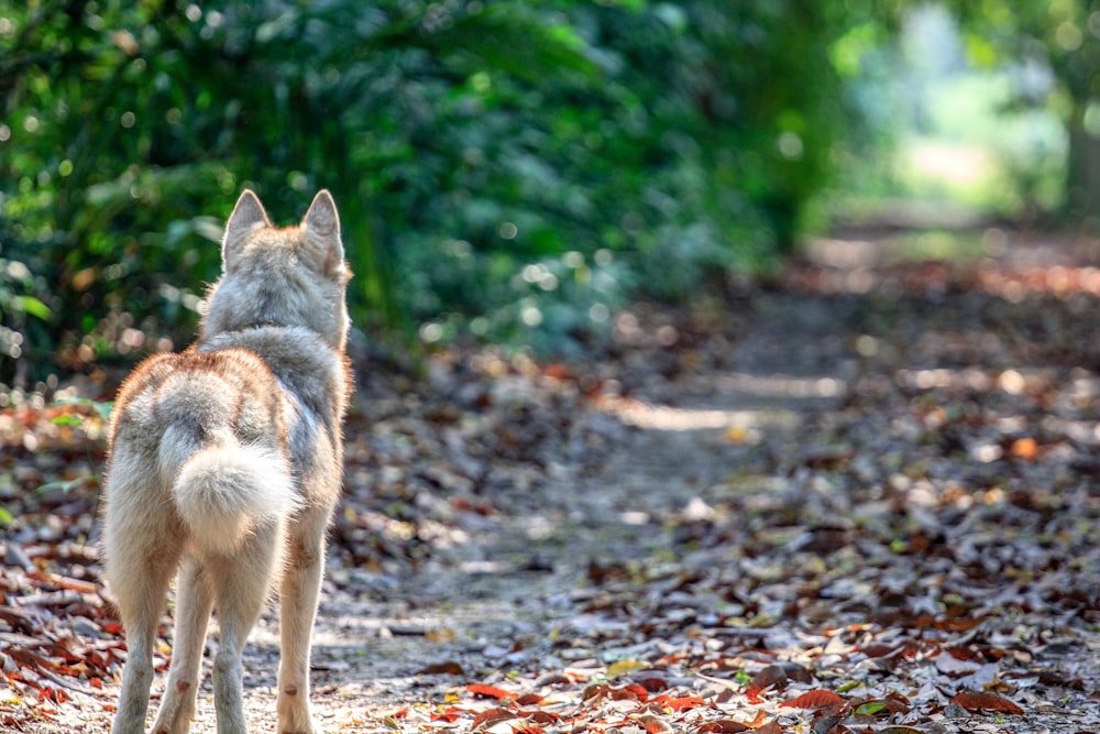 Hund steht mitten auf der Straße