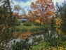 brown tree and body of water