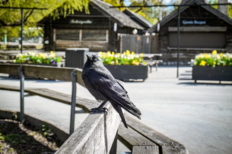 Skansen