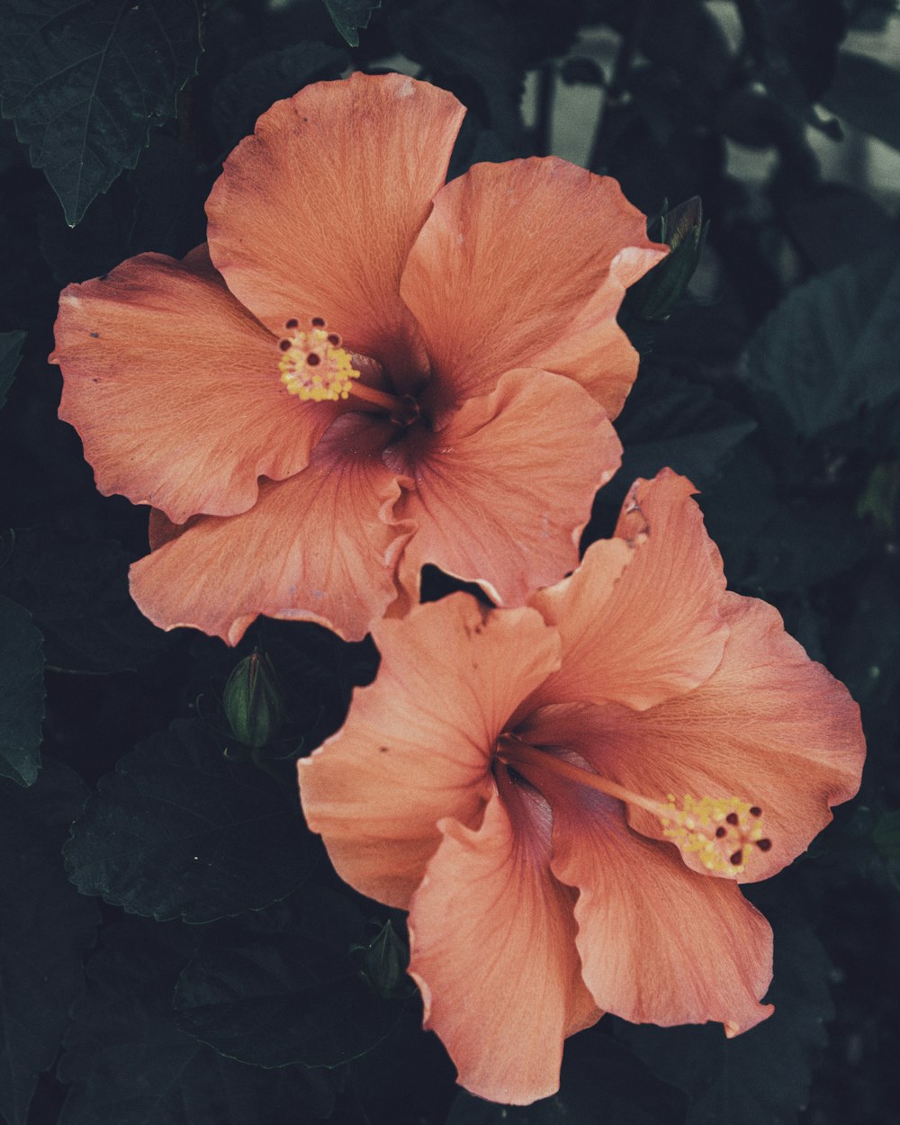 A Photo Of Hibiscus Flowers Hd Photo By Adrienne Leonard Images, Photos, Reviews