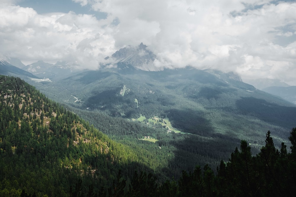 green trees in mountain