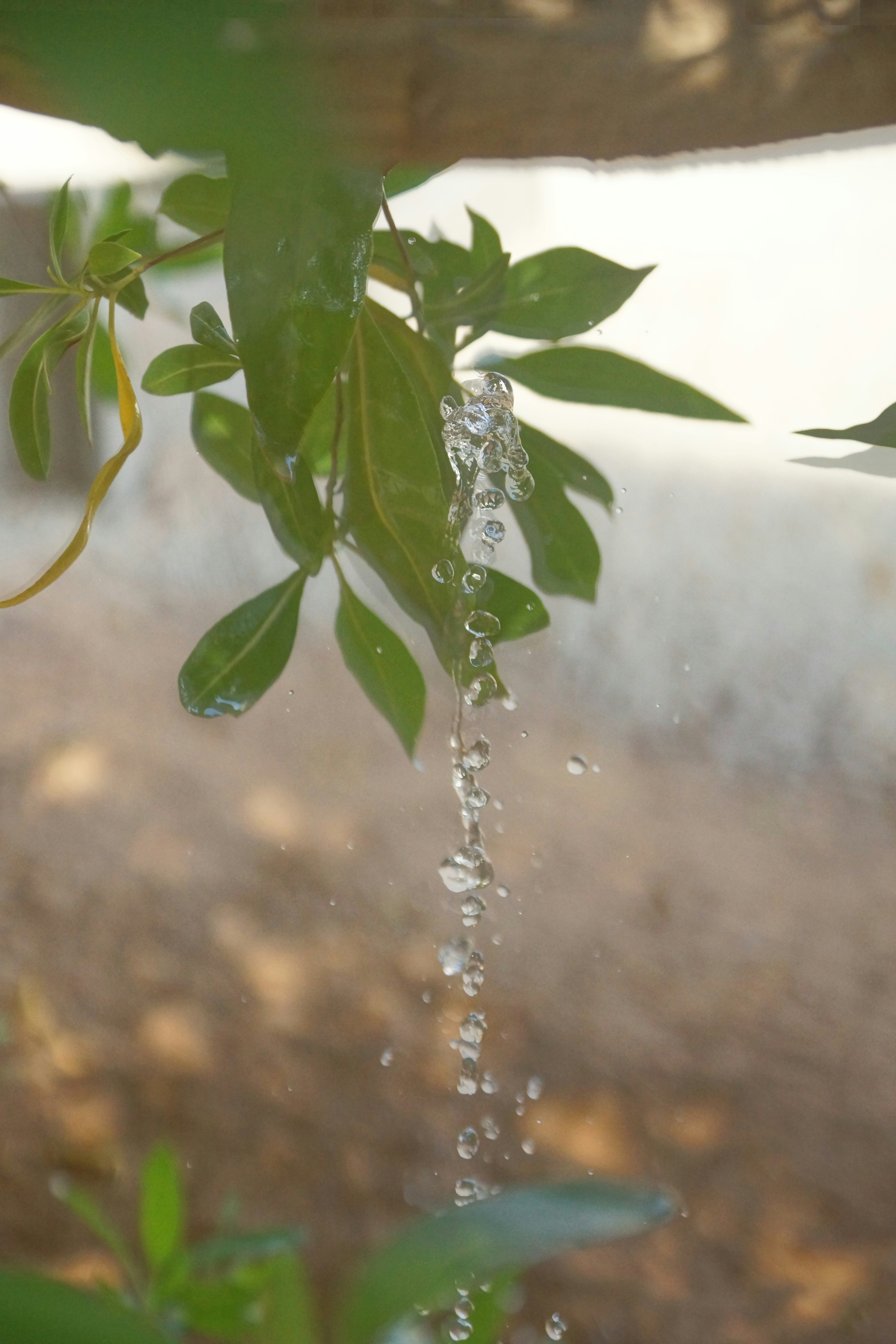 Sustainable Practices