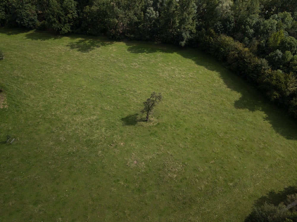 green-leafed tree