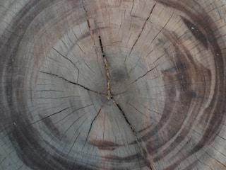 A close-up view of a tree stump with clearly visible growth rings. The texture of the wood is rough, and numerous cracks and lines radiate outward from the center, displaying age and weathering.
