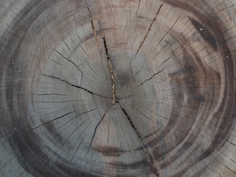 A close-up view of a tree stump with clearly visible growth rings. The texture of the wood is rough, and numerous cracks and lines radiate outward from the center, displaying age and weathering.