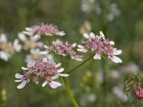 A cute, feminine contact form design with floral elements.