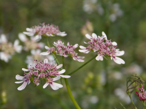 A cute, feminine contact form design with floral elements.