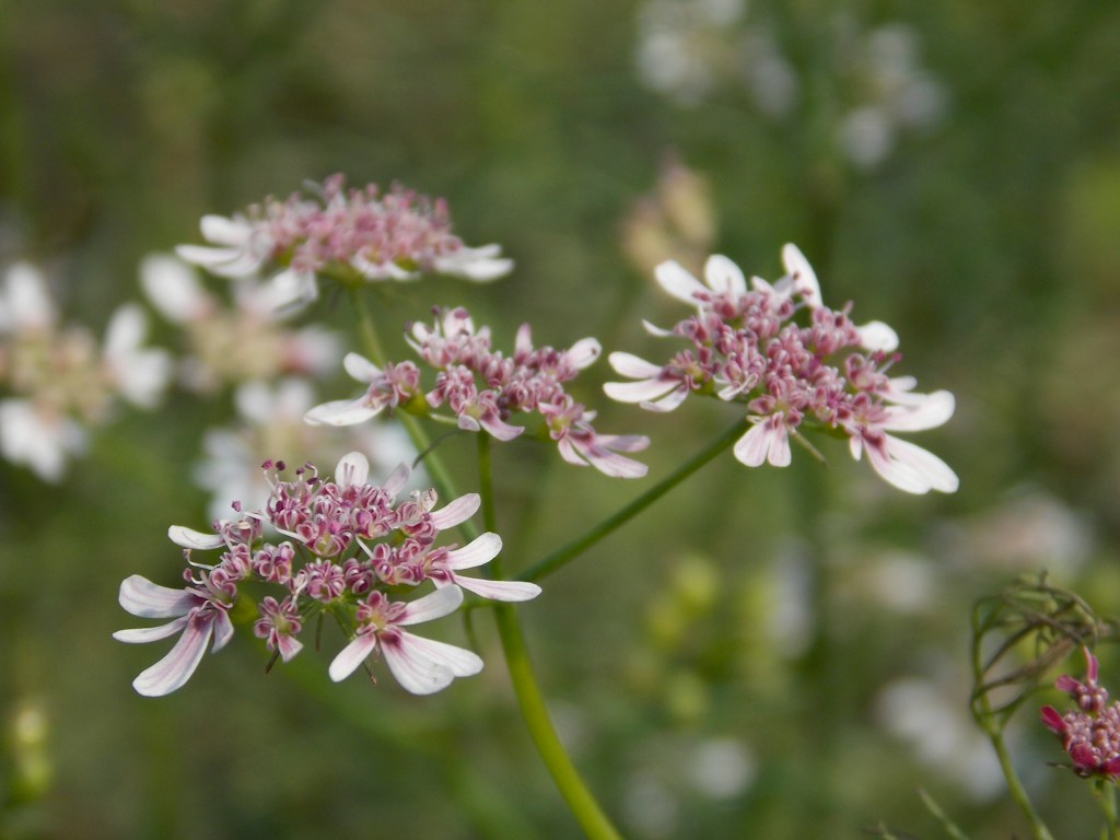 Blush Garden