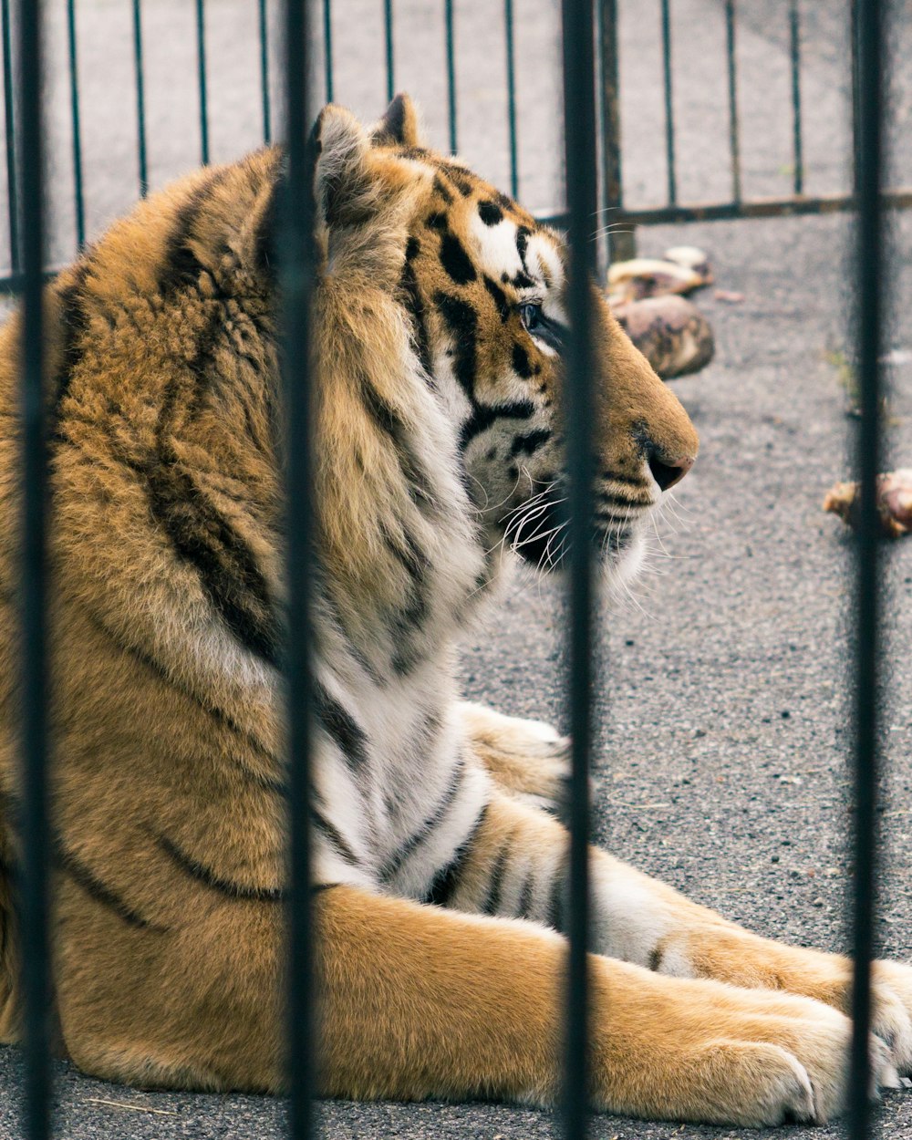 adult tiger inside cage