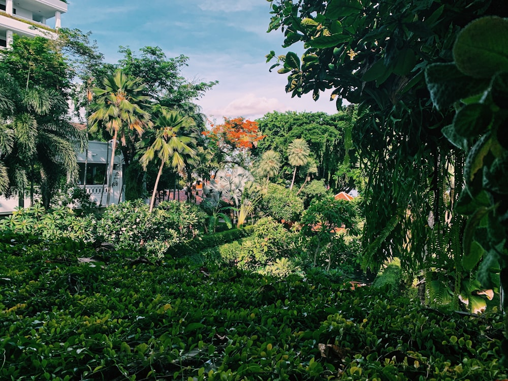 green trees during daytime