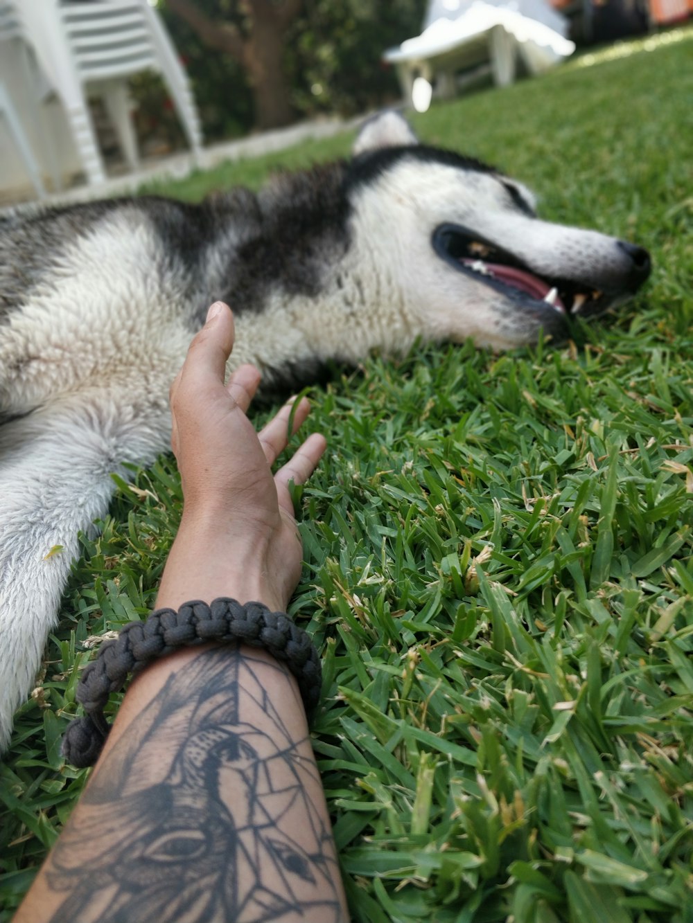 Siberian husky on grass