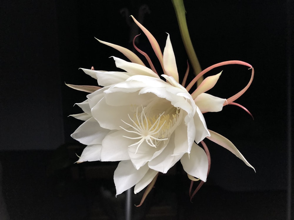 shallow focus photo of white flower