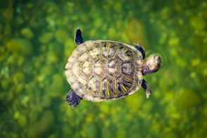 brown turtle