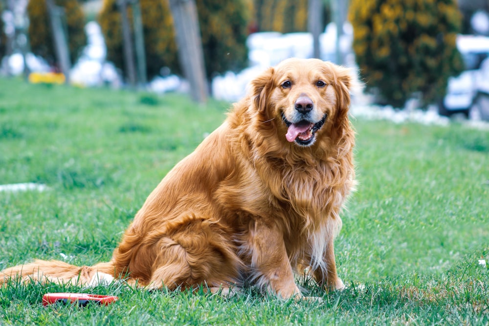 芝生の上の大人の茶色の犬