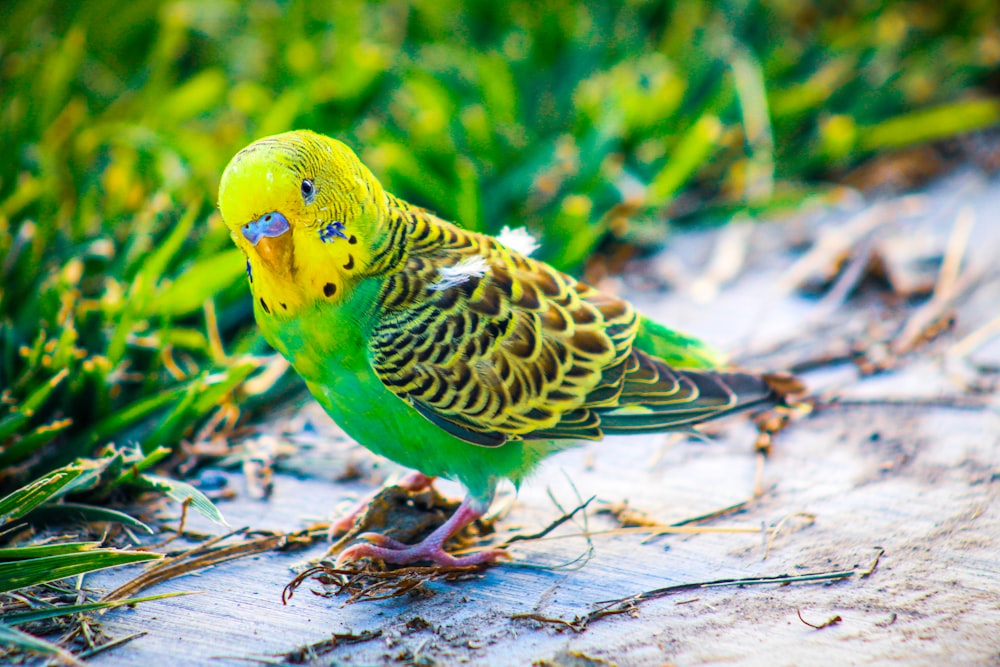 pájaro amarillo y verde que se posa sobre concreto gris durante el día