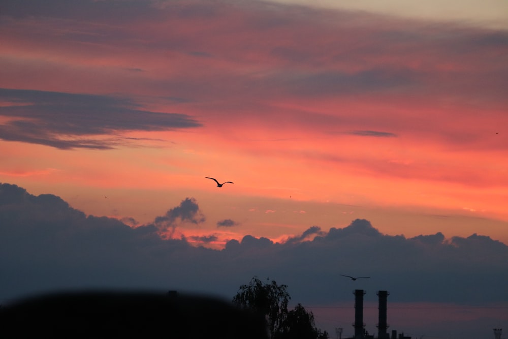 silhouette of bird