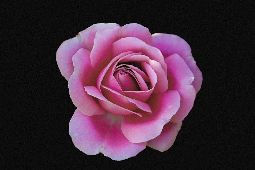 ピンクの花びらの花の写真 Unsplashで見つける薔薇の無料写真