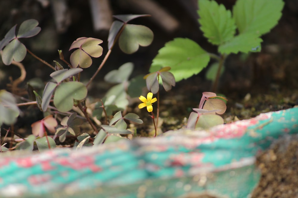 yellow petaled flower