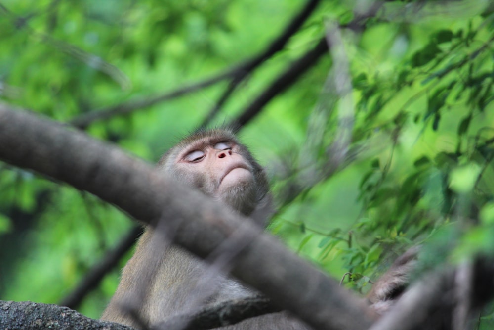 brown monkey macro photography