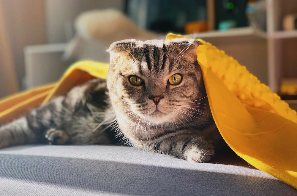 gray tabby cat on gray surface