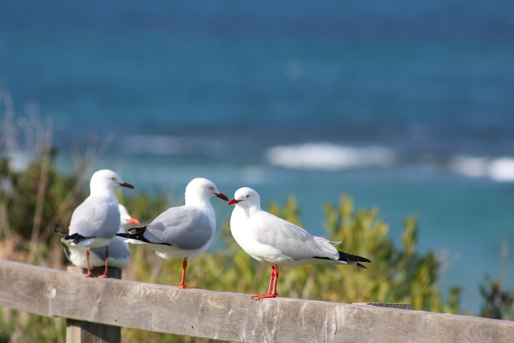 four birds on fence