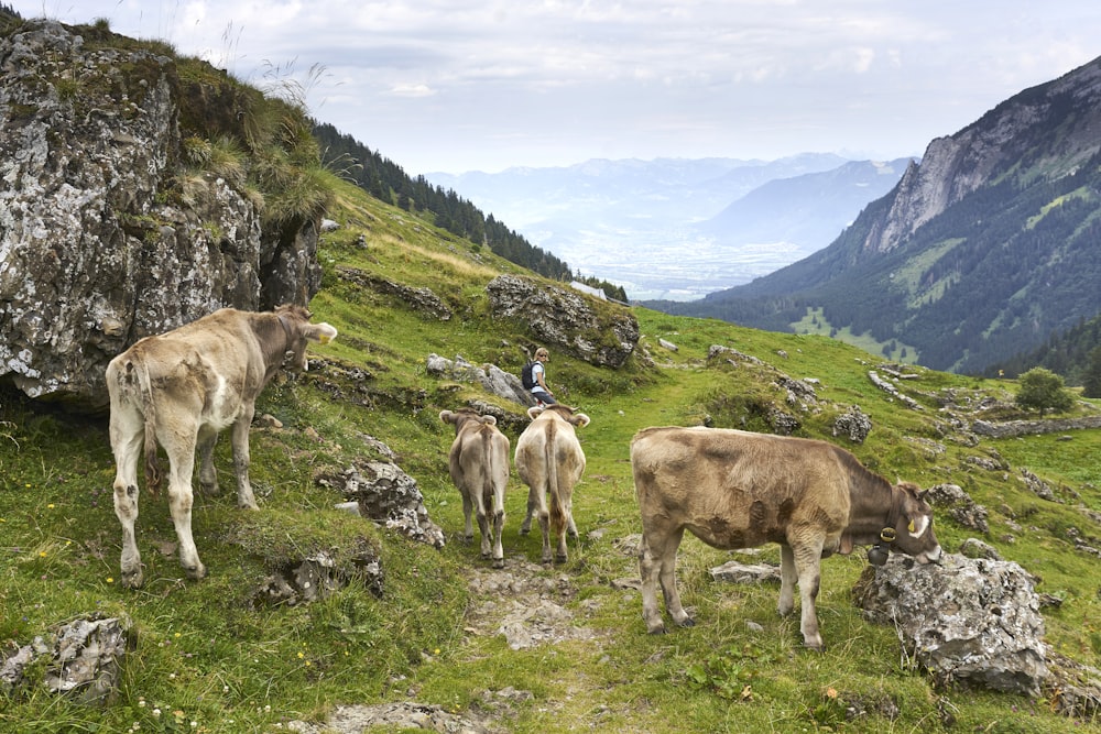 mandria di mucche sulla collina