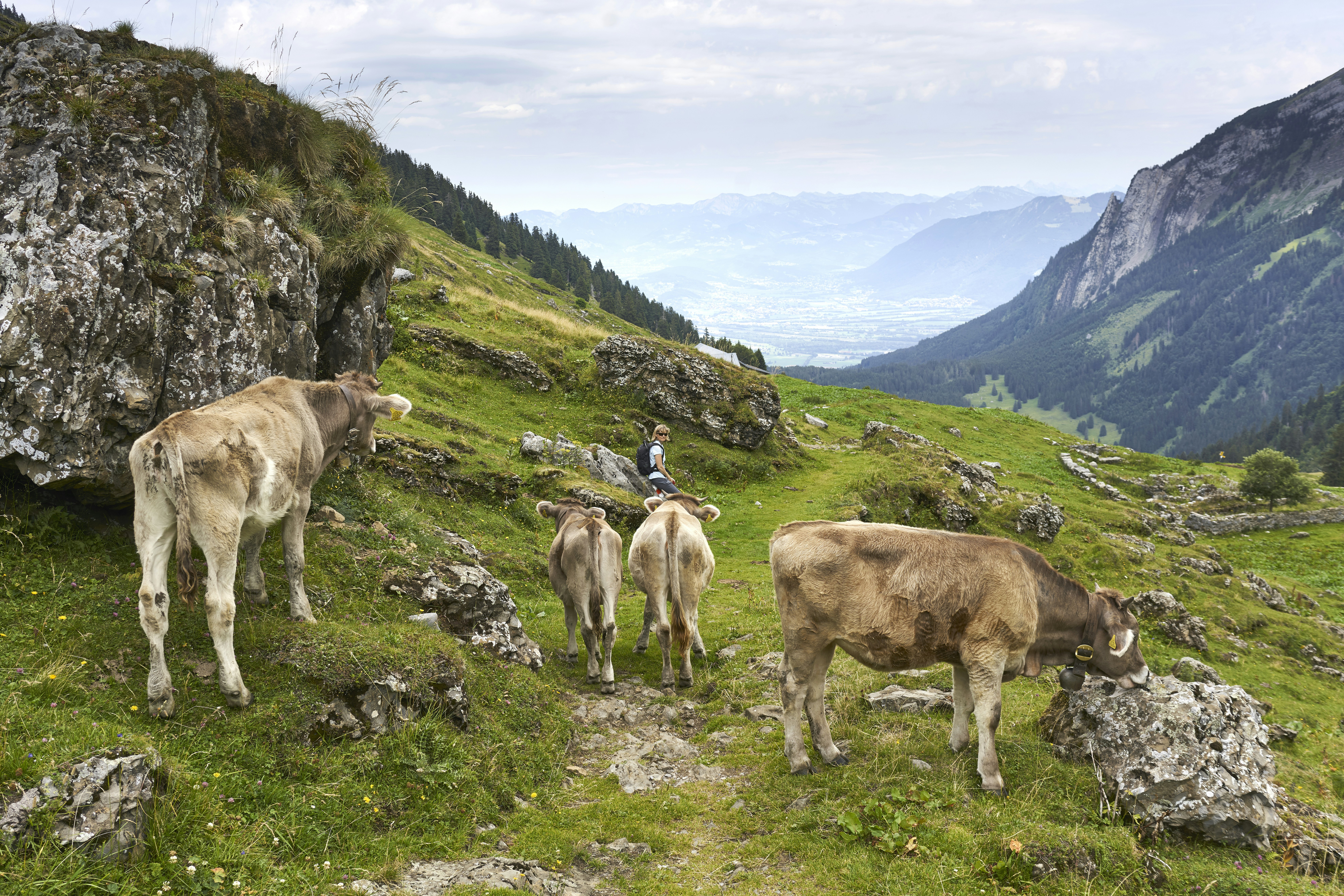 Young cows near the Voralpsee, Kanton St. Gall, Switzerland.