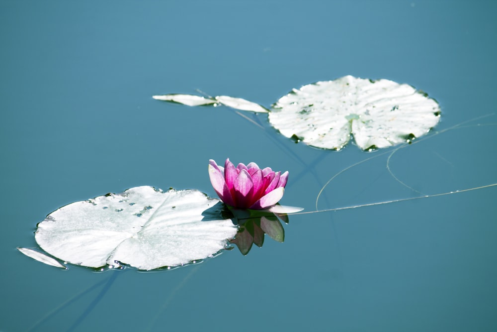 pink water lily