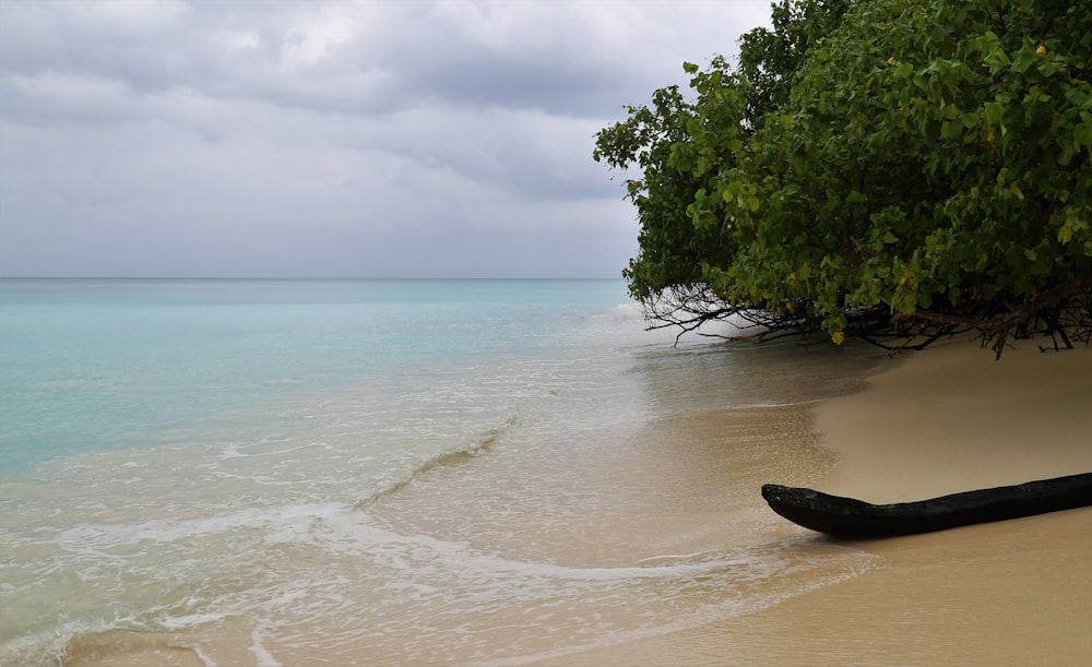 seashore during daytime