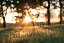 Herbe verte durant un coucher de soleil