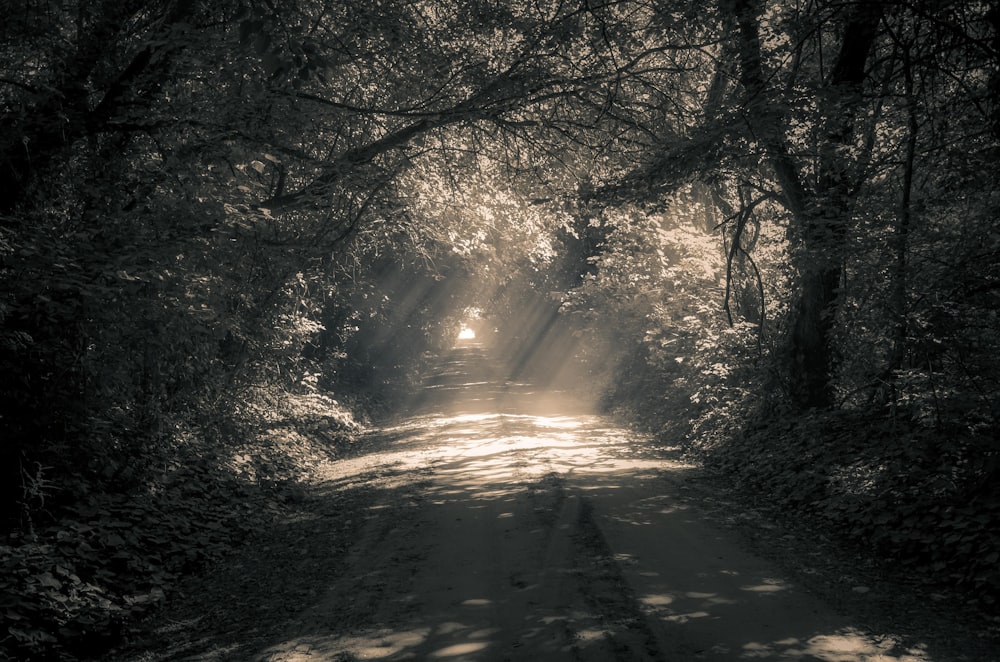 grey pathway between trees during daytime