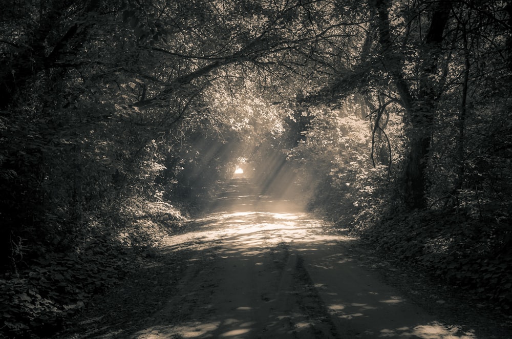 Sentiero grigio tra gli alberi durante il giorno