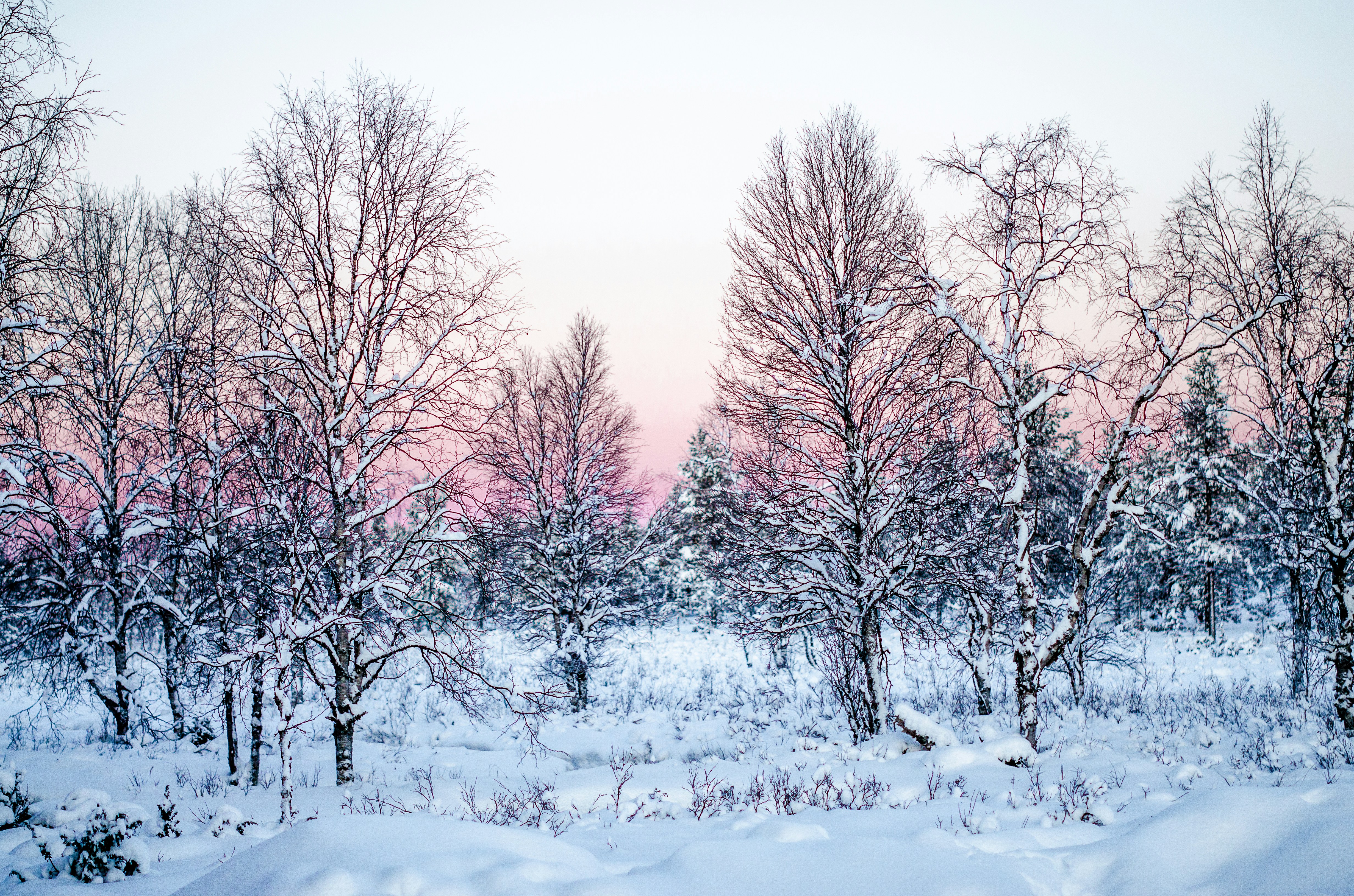 Winter Landscape Pictures Stunning Download Free Images On Unsplash
