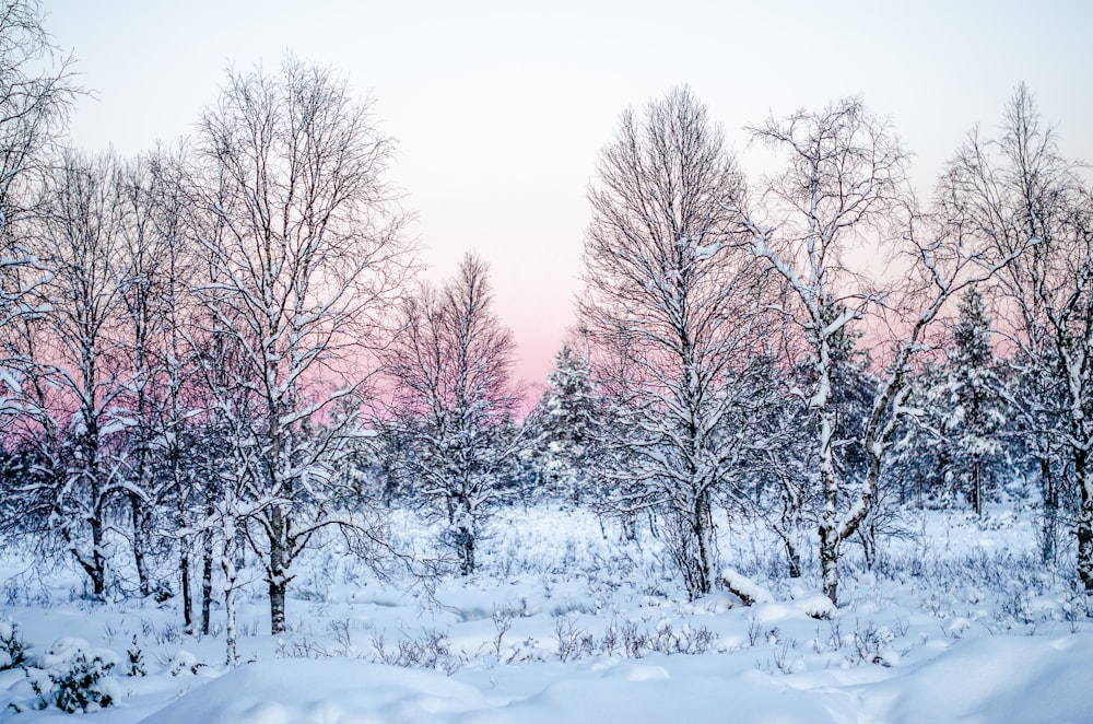 árvore sem folhas coberta de neve