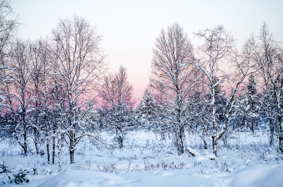 leafless tree covered with snow,