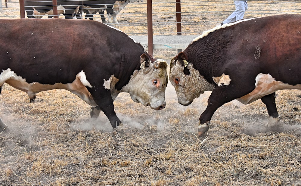 two brown and white cattle fighting in brown field
