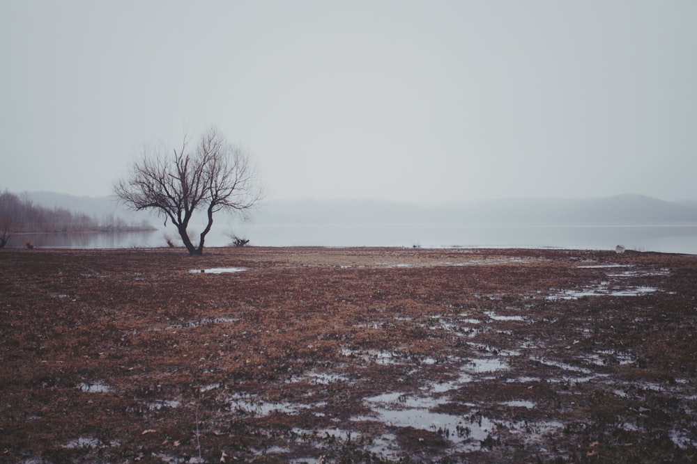 landscape photography of a bare tree in brown field