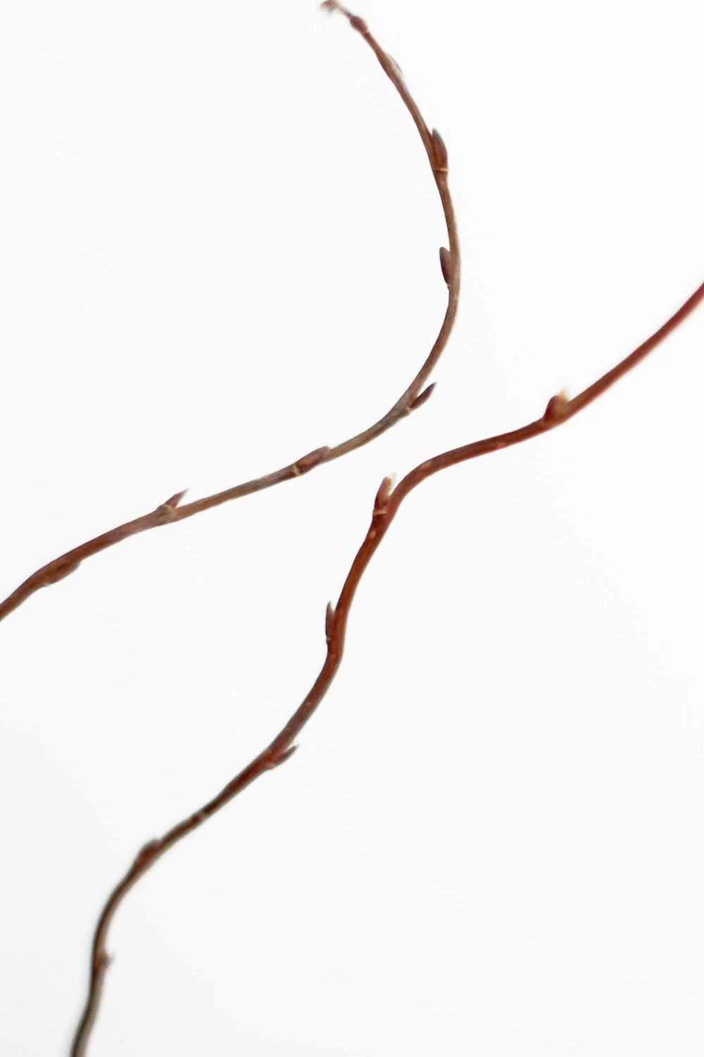 two brown vines on white background
