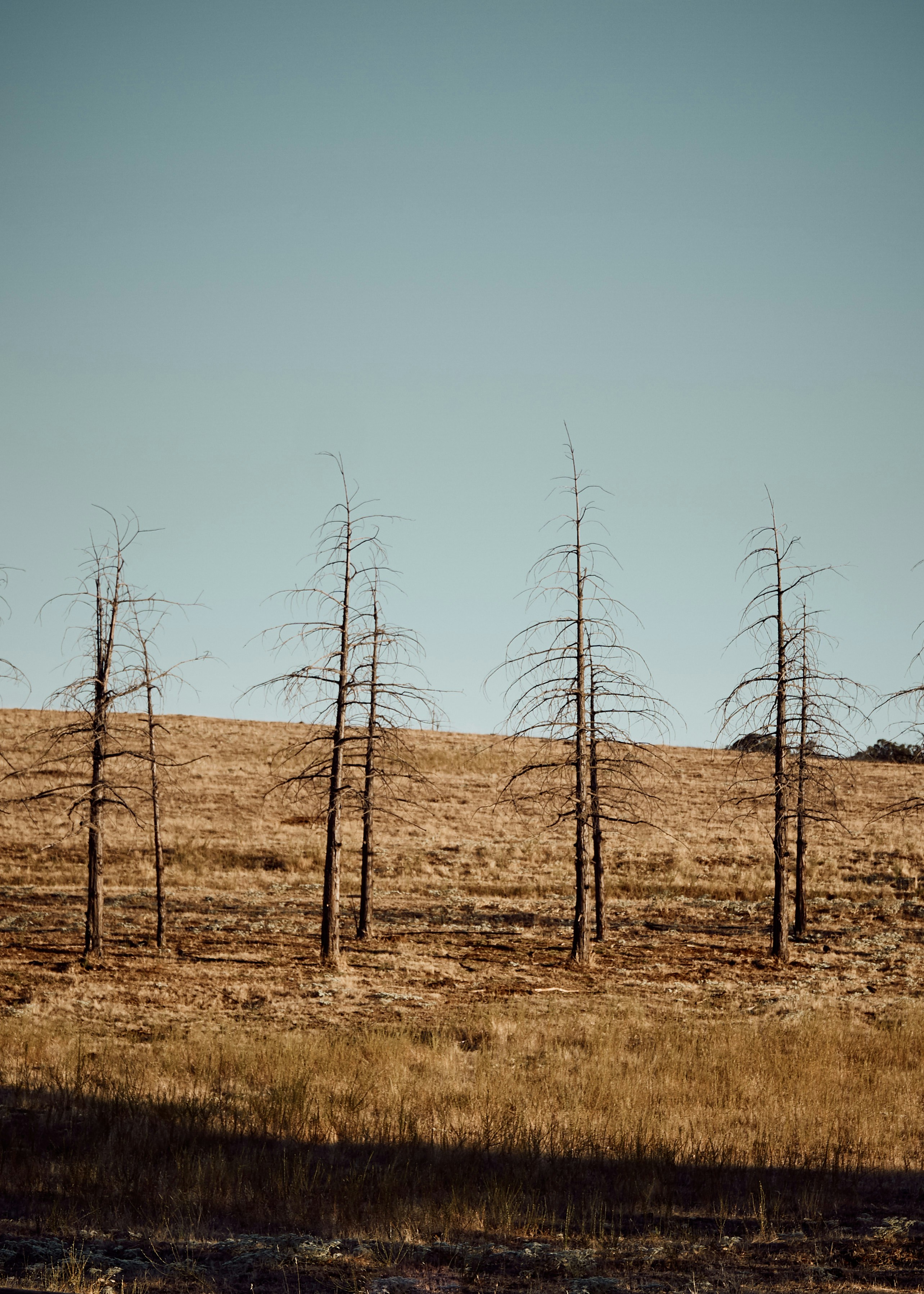 brown field near bare trees during daytime