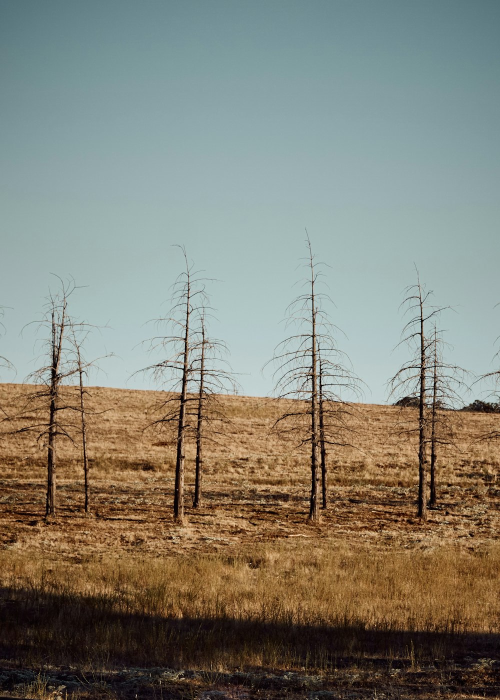 brown field near bare trees during daytime