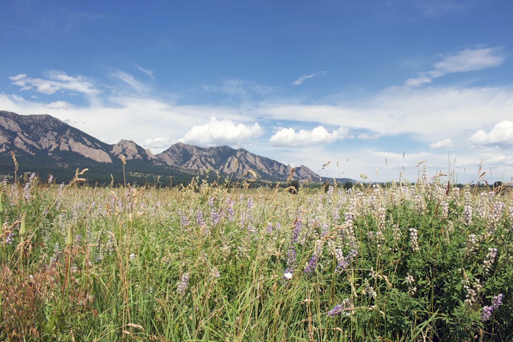 green fields near rocky mountain during daytime