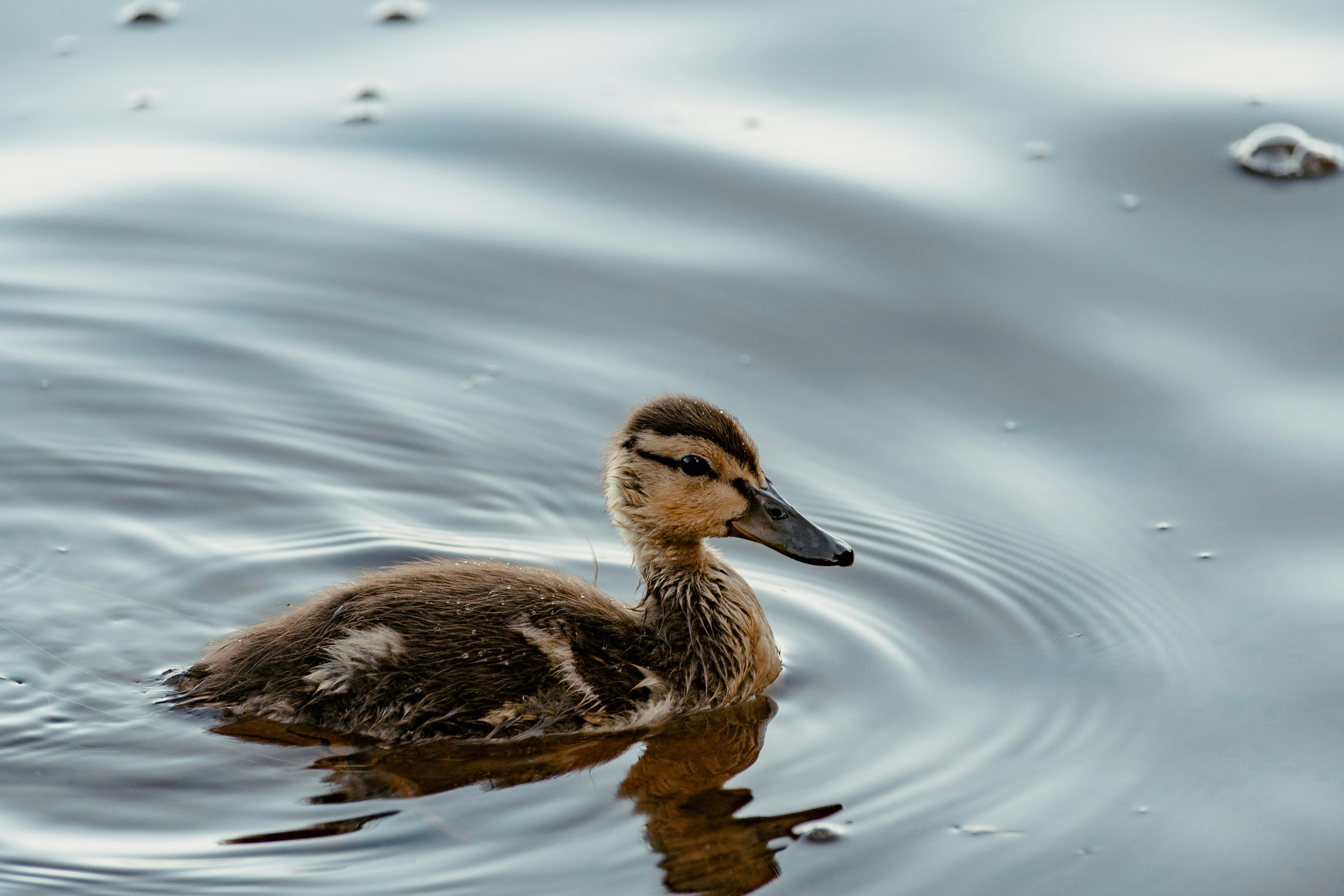duckling on water
