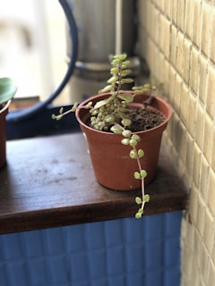 A bright yellow succulent in a rustic terracotta pot on a wooden shelf.