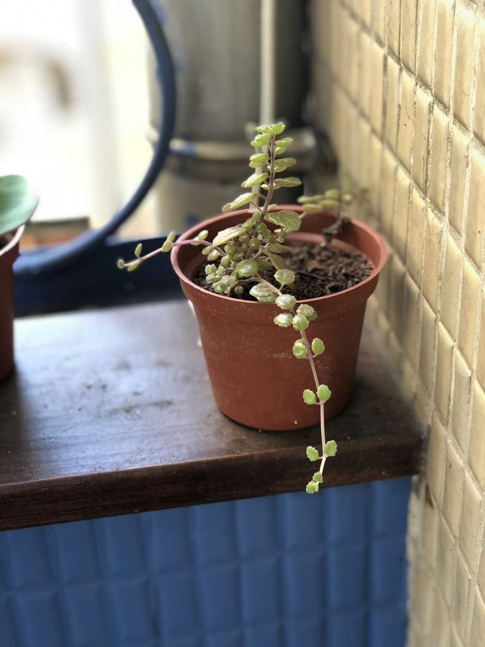 green-leafed plant beside brown wall