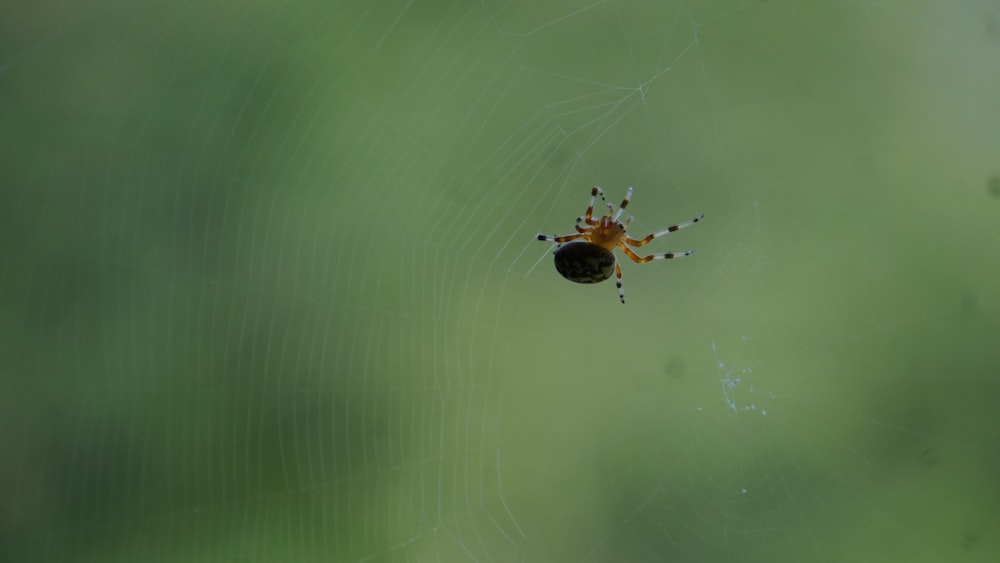 Araña marrón y negra