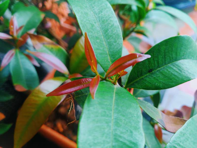 A close-up of Gerald, the brooding trailing pothos, with lush green leaves cascading over a rustic pot.