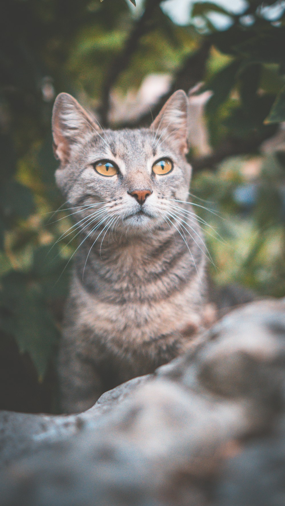 brown tabby cat photography