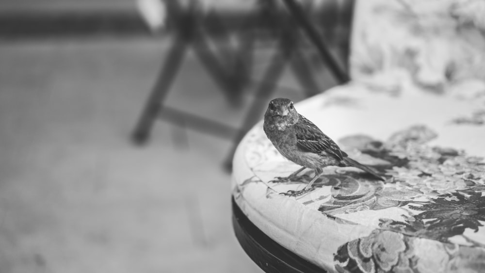 grayscale photography of bird on table